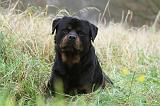 ROTTWEILER 383